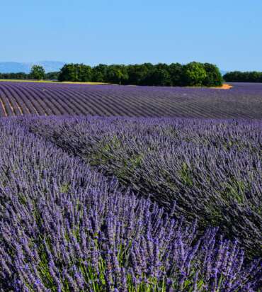 Lavender Fields Tour